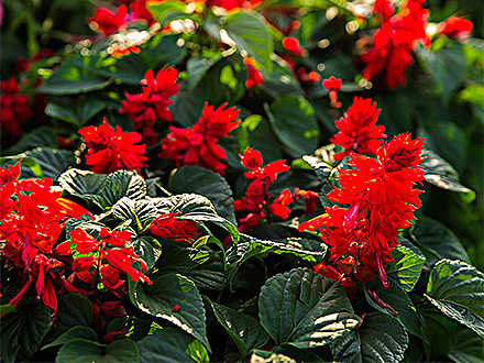 中欧登录入口种植基地四